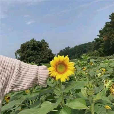 武士大魔王内购破解版下载
